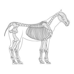 Equine Body Chart