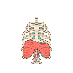 Diaphragm with Attachments